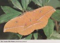 Assam Silk Moth Stunning Rare New Forest Hampshire Photo Postcard
