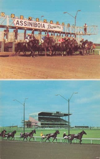 Assiniboia Downs Canada Horse Racing Track Old Advertising Postcard