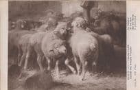 At The Rack Charles Clair French Salon Sheep Old Painting Postcard