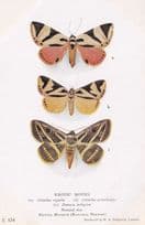 Attatha Regalis Sri Lankan Noctuidae Attathoides Exotic Moth Moths Postcard