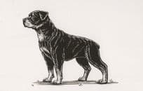Attentive Rottweiler Dog Sketch Painting Postcard