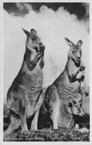 Australian Kangaroos Praying Old Real Photo Postcard