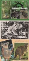 Australian Koala Bear Rainforest 3x Postcard s incl Vintage