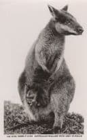 Australian Wallaby With Joey In Pouch Rose Series Old RPC Postcard