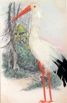 Austrian Giant White & Black Swan Real Feathers Forest Old Postcard