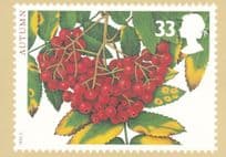 Autumn Rowan Shrubs Rare 1993 Postcard