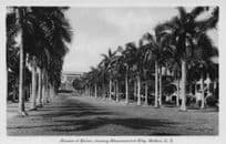 Avenue Of Palms Balbao Panama Administration Building Old Postcard