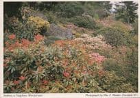 Azaleas At Stagshaw Windermere Cumbria Postcard