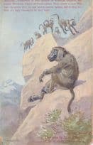 Baboon Apes Furzedown Training College London 1910 Postcard