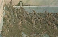 Baby Alligators In Florida Cruel Captivity 1960s Postcard