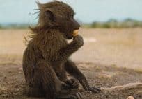 Baby Baboon Dierelewe Side Of Road African 1970s Postcard