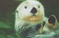 Baby California Sea Otter in Monterey Bay USA Postcard