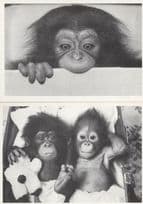 Baby Chimpanzee In Pram & Teddy Bear 2x Comic Postcard s