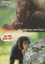 Baby Chimpanzee Love Wish You Were Here 2x Comic Postcard s