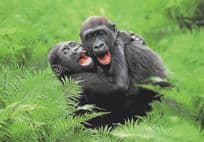 Baby Chimpanzee Monkey Raving Cuddling Comic Animal German Postcard