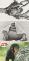 Baby Chimpanzee & Monkeys 3x Comic Postcard s