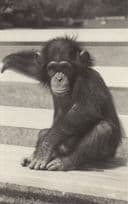 Baby Chimpanzee On Park Bench Real Photo Old Postcard