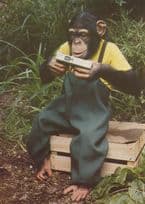 Baby Chimpanzee With Old Camera at Twycross Zoo Postcard