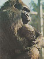 Baby Doll Kibobo Gorilla Howletts Park Canterbury Kent Zoo Animal Photo Postcard