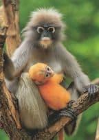Baby Dusky Leaf Monkey & Mum Sudicher Brillenlangur German Postcard