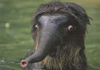 Baby Elephant Wide Eyes At The Morning Wash German Postcard