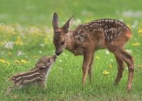 Baby Fawn Deer Kissing Cute German Animal Comic Postcard