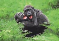Baby Gorilla Playing Kinder Monkey German Cute Comic Animal Postcard