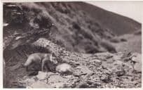 Baby Hunting Fox Antique Real Photo Postcard