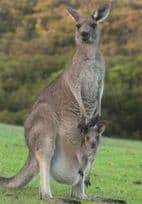 Baby Kangaroo Peeping Out Of Mothers Pouch Comic Postcard