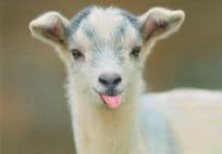 Baby Llama Sticking Tongue Out Comic German Animal Postcard