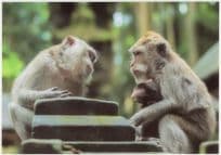 Baby Monkees Courting Baboon Chimpanzee German Love Postcard