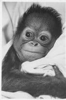 Baby Monkey Chimpanzee Sleeping In Bed Comic SO Cute Postcard