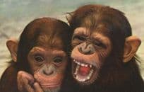 Baby Monkey Monkeys At Malaysia Penang Waterfall Malaysian Gardens Rare Postcard