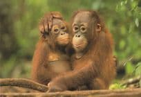 Baby Orang Utang & German Tiny Monkey Cuddling Cute Comic Postcard