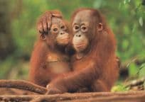 Baby Orangutan Gorillas Cuddling Comic German Animal Postcard