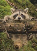 Baby Racoon Dangling On Tree German Animal Comic Postcard