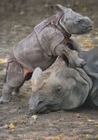 Baby Rhino Tramples On Mother Head Freches Nashorn German Comic Postcard