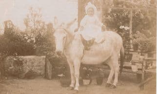 Baby Riding A Horse Donkey Real Photo Antique Postcard