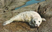 Baby Seal at Isle Of Scilly Postcard