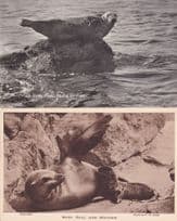 Baby Seal & Mother Old Veteran 2x Seals Old Postcard s