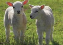 Baby Sheep Lambs With Glowing Pink Ears Animal Postcard