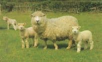 Baby Sheep With Furry Mum 1970s Lamb Postcard