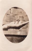 Baby Squirrel In Giant Hand Antique Real Photo Postcard