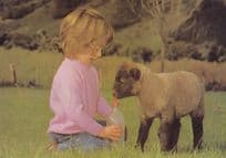 Baby Suffolk Lamb Sheep Fed By Child Now Its Mum 1980s Postcard