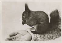 Baby Switzerland Squirrel In Giant Hand 1950s RPC Postcard