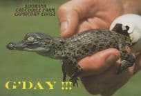 Baby Tiny Australian Saltwater Crocodile Koorana Farm Postcard