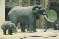 Baby Vs Adult Malawi Elephant 1970s London Museum Postcard