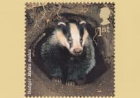Badger Meles Meles Postcard
