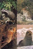 Badger Red Fox Blue Hare Common Seal 4x 1970s Arthur Dixon Postcard s
