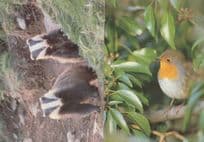 Badgers In Lake District Robin Olympus Camera 2x Stunning Postcard s